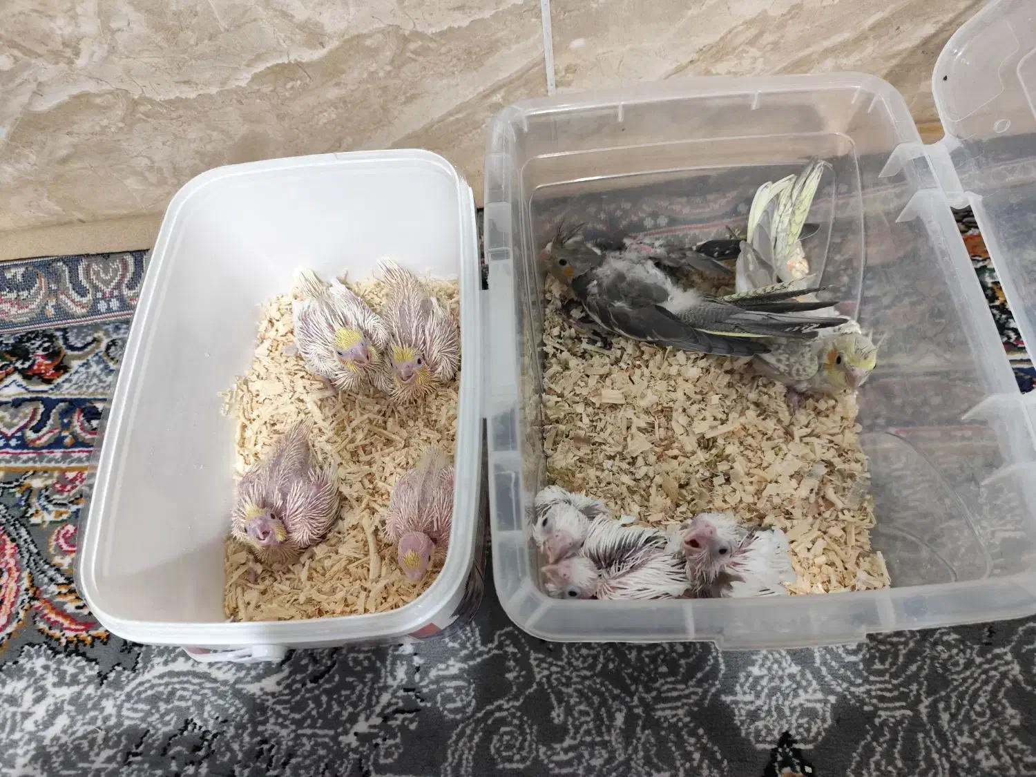 جوجه عروس هلندی|پرنده|شیراز, کوشک میدان|دیوار