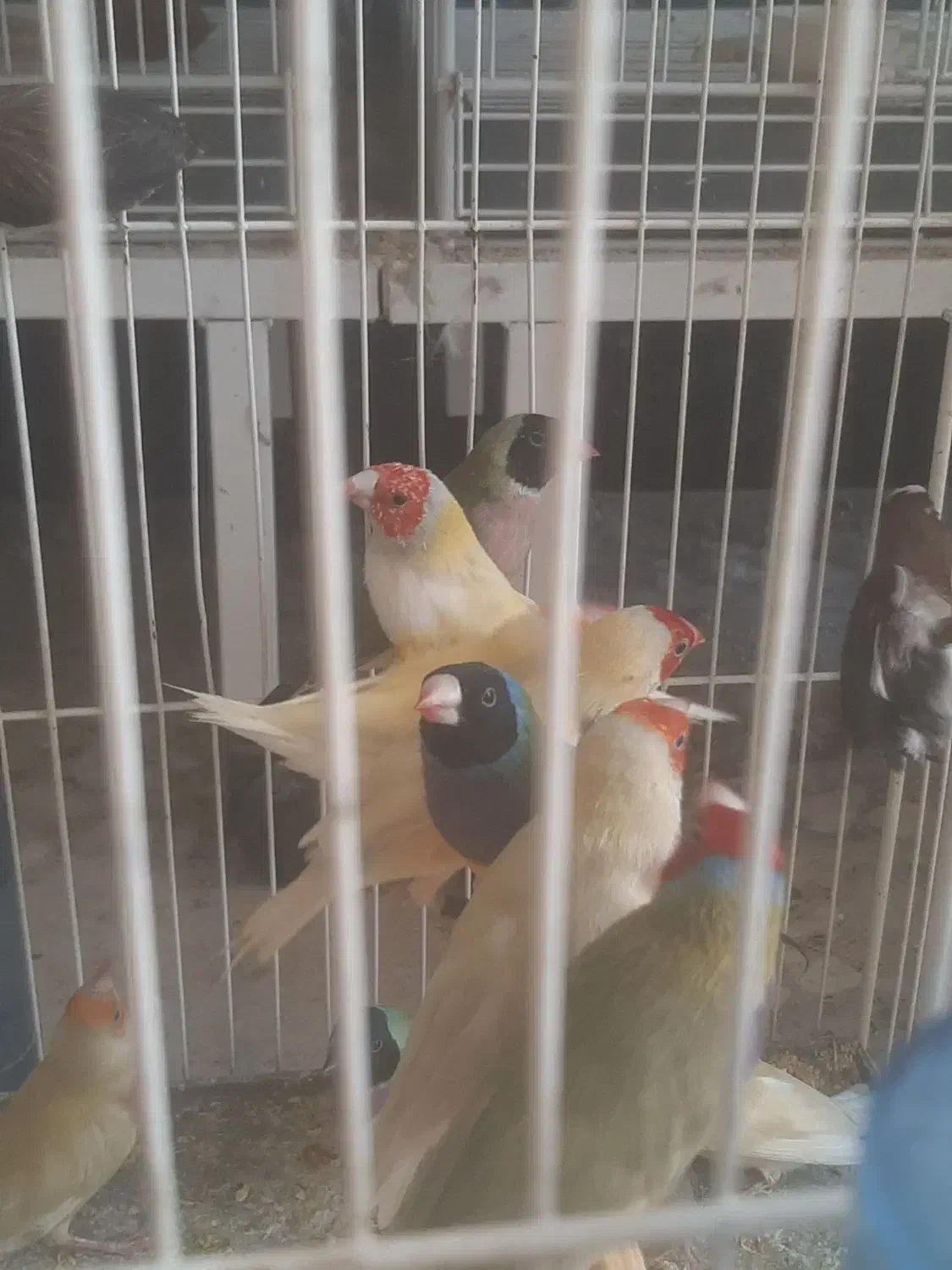 فنچ گلدین دونخوری مکانیزه|پرنده|شیراز, شهرک دارایی|دیوار