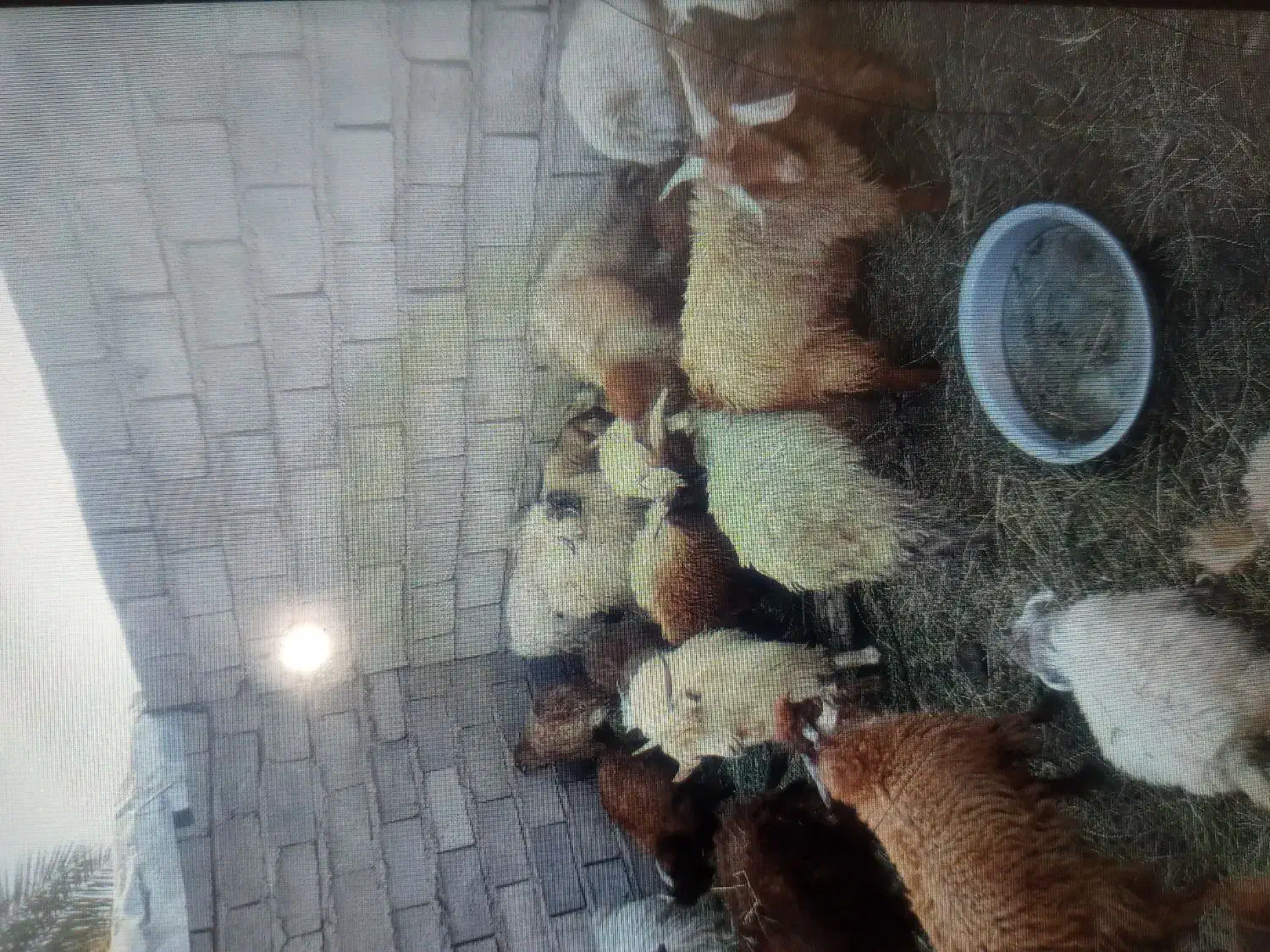 کره نر|حیوانات مزرعه|نرماشیر, |دیوار