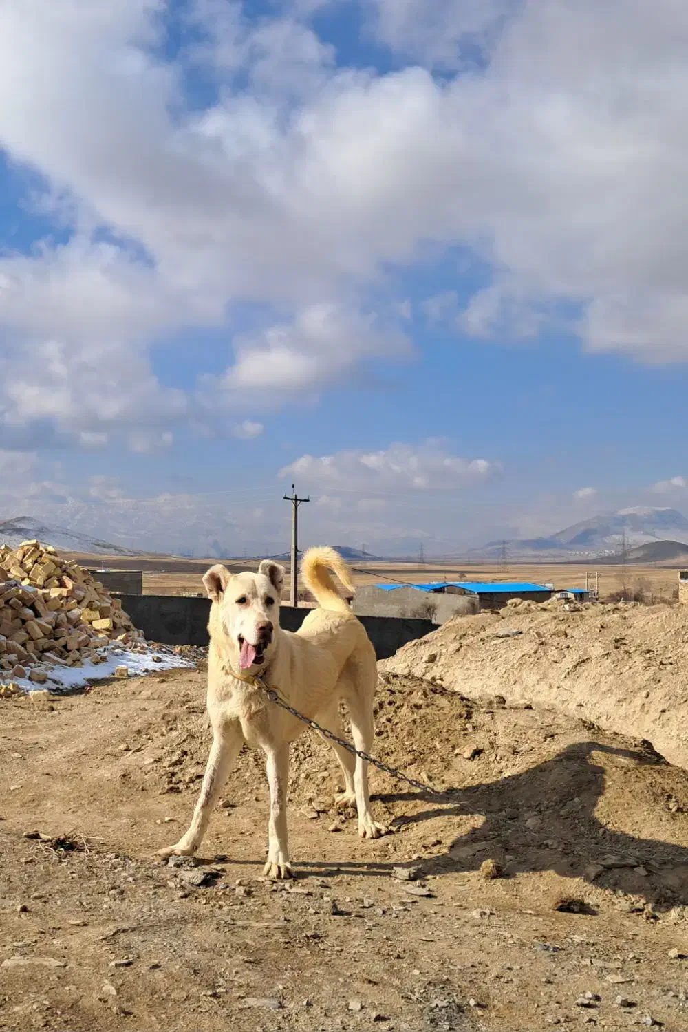 سگ کورد|سگ|اراک, |دیوار