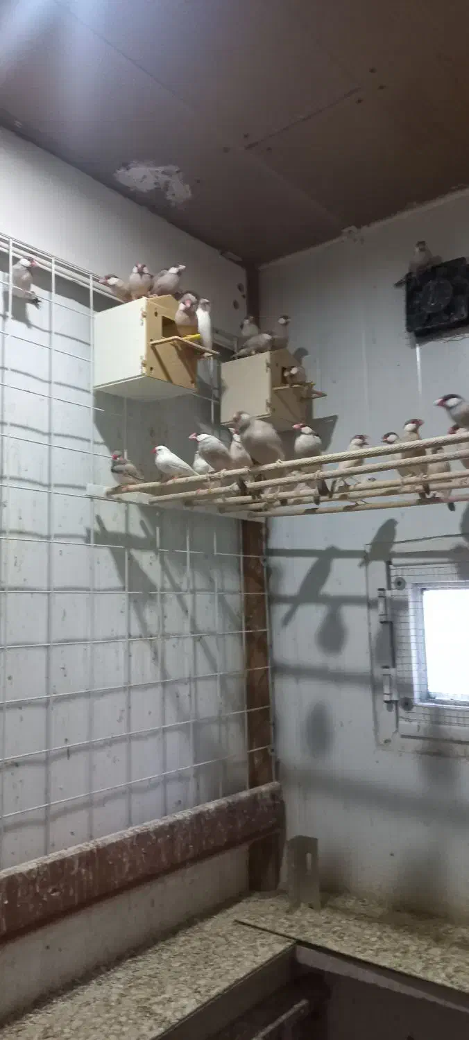 فنچ نرگسی کرم|پرنده|بندرعباس, |دیوار