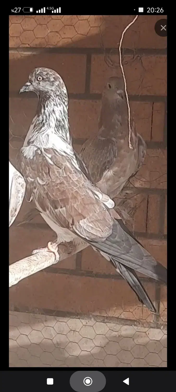 کبوتر نر کاشونی|پرنده|شاهین‌شهر, شهرک هشت بهشت|دیوار
