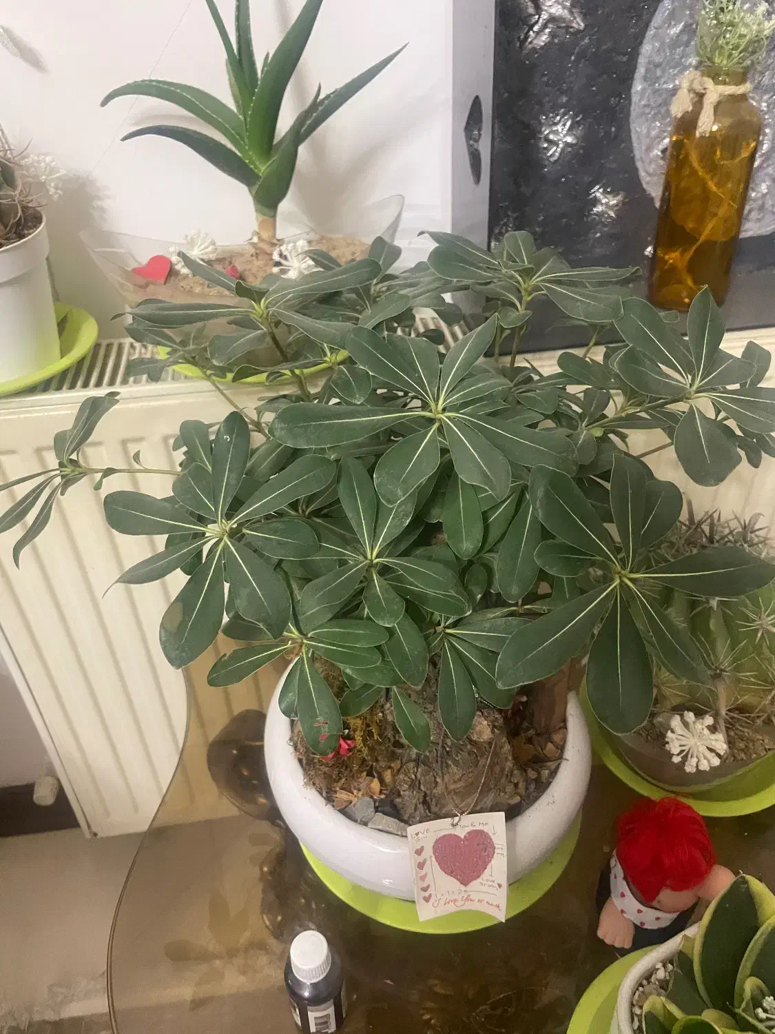 گل های شاد و خوشگل|گل و گیاه طبیعی|قم, سالاریه|دیوار