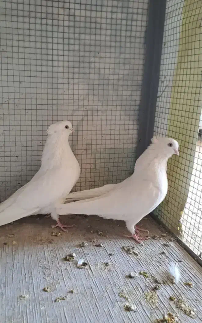 کبوتر سفید واصیل|پرنده|فلاورجان, |دیوار