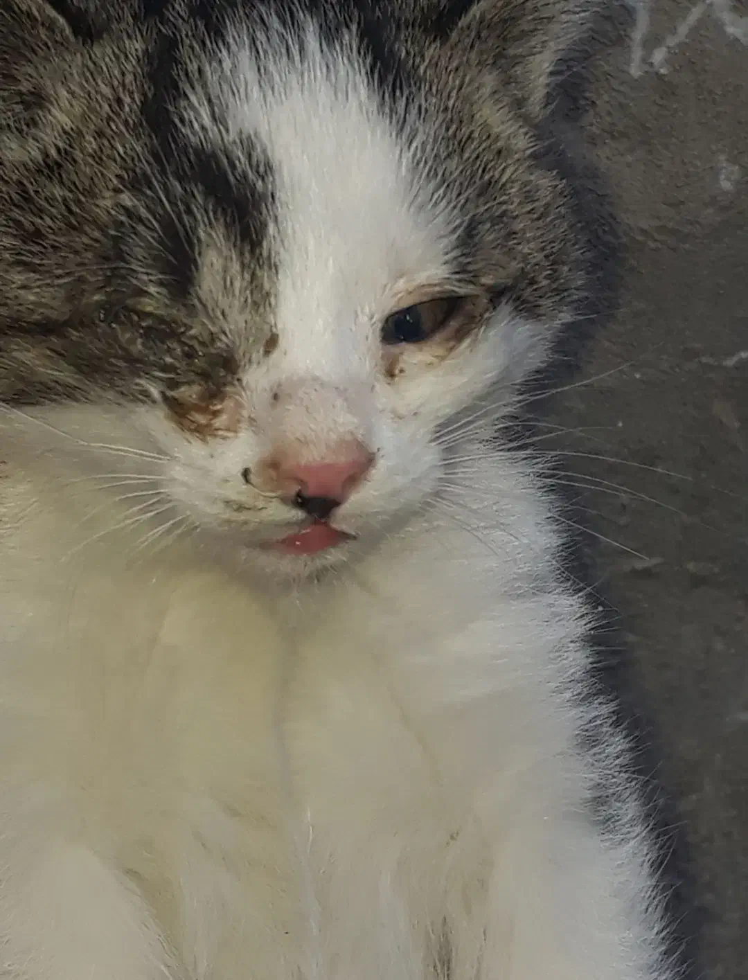 گربه شیرین|گربه|مراغه, |دیوار