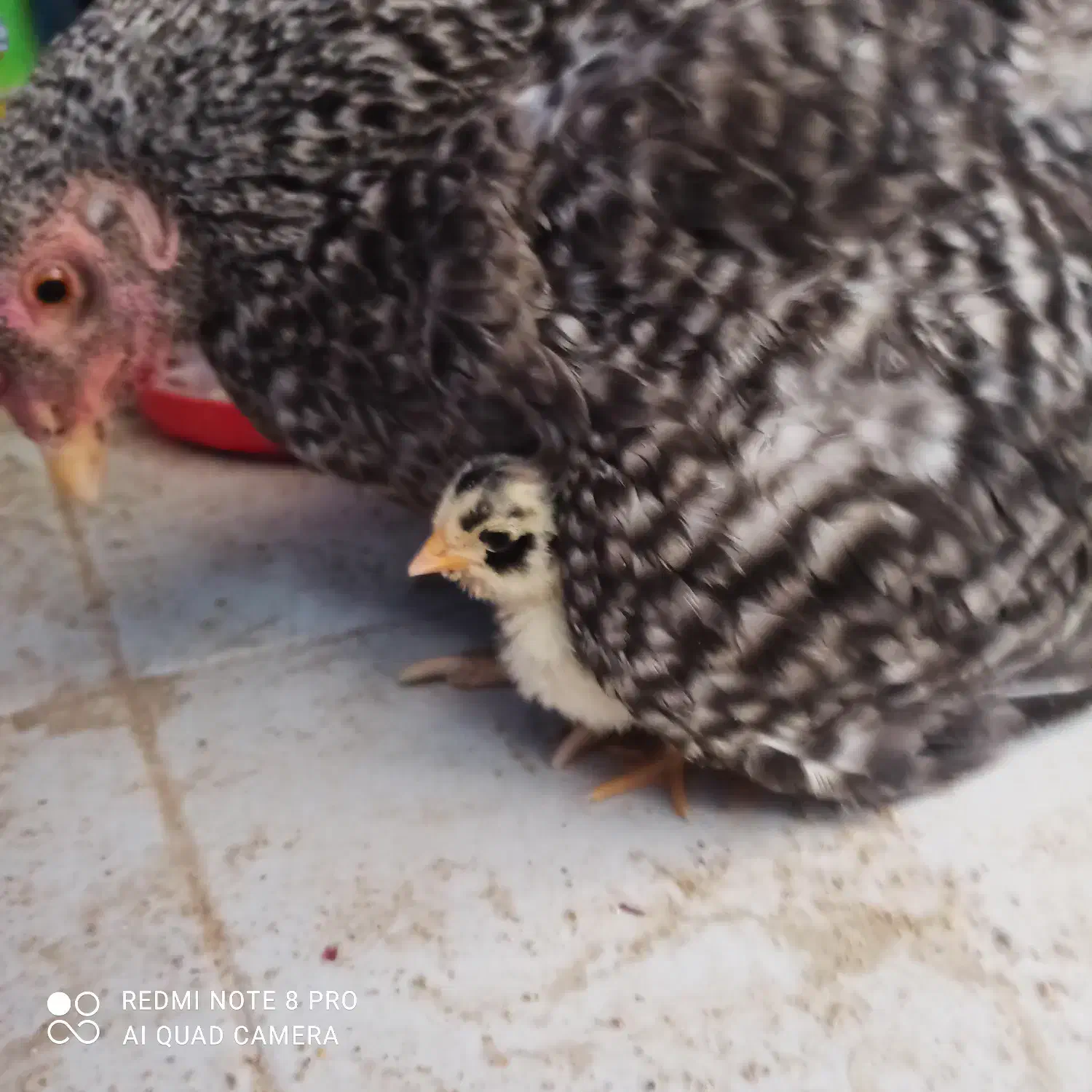 جوجه کنتاکی|خوردنی و آشامیدنی|شیراز, شهرک مطهری|دیوار