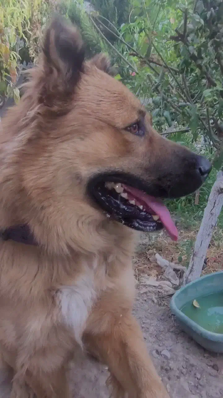 توله های این سگ نگهبان به فروش میرسد.|سگ|ورامین, ورامین|دیوار