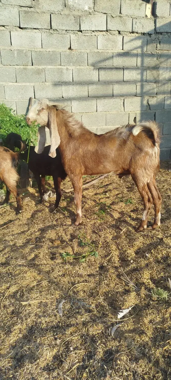 بز پاکستانی کاموری ونری دورگ کاموری|حیوانات مزرعه|جیرفت, |دیوار