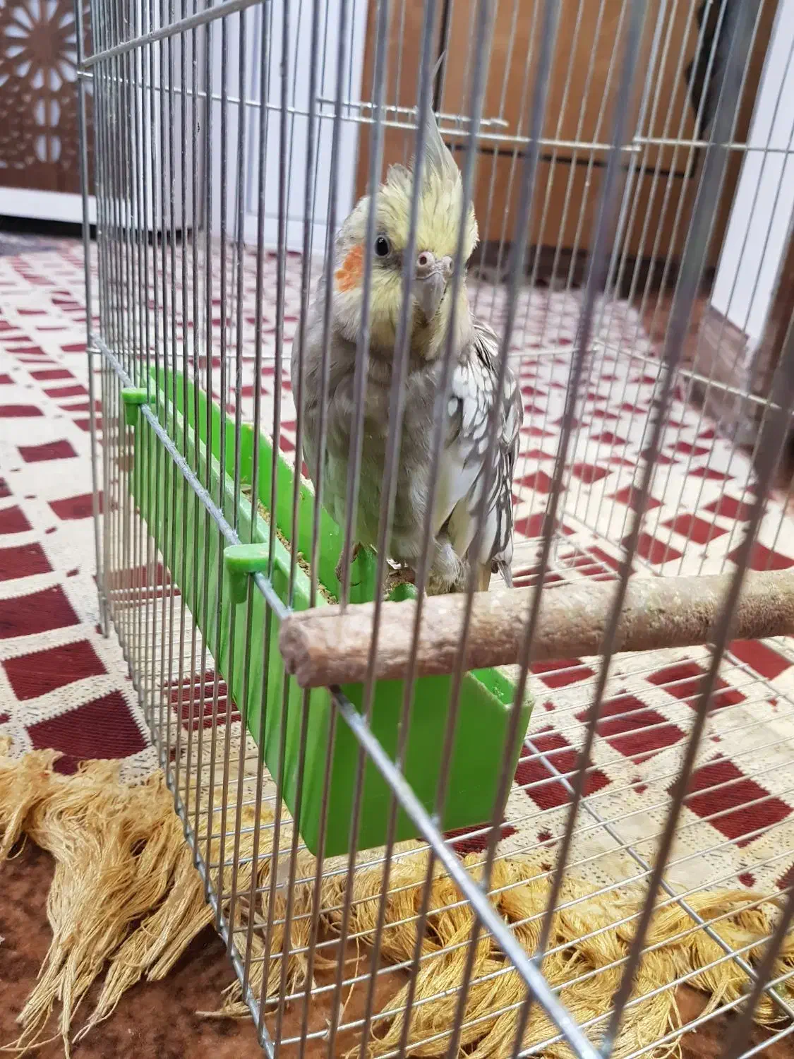 عروس هلندی|پرنده|خمینی‌شهر, |دیوار