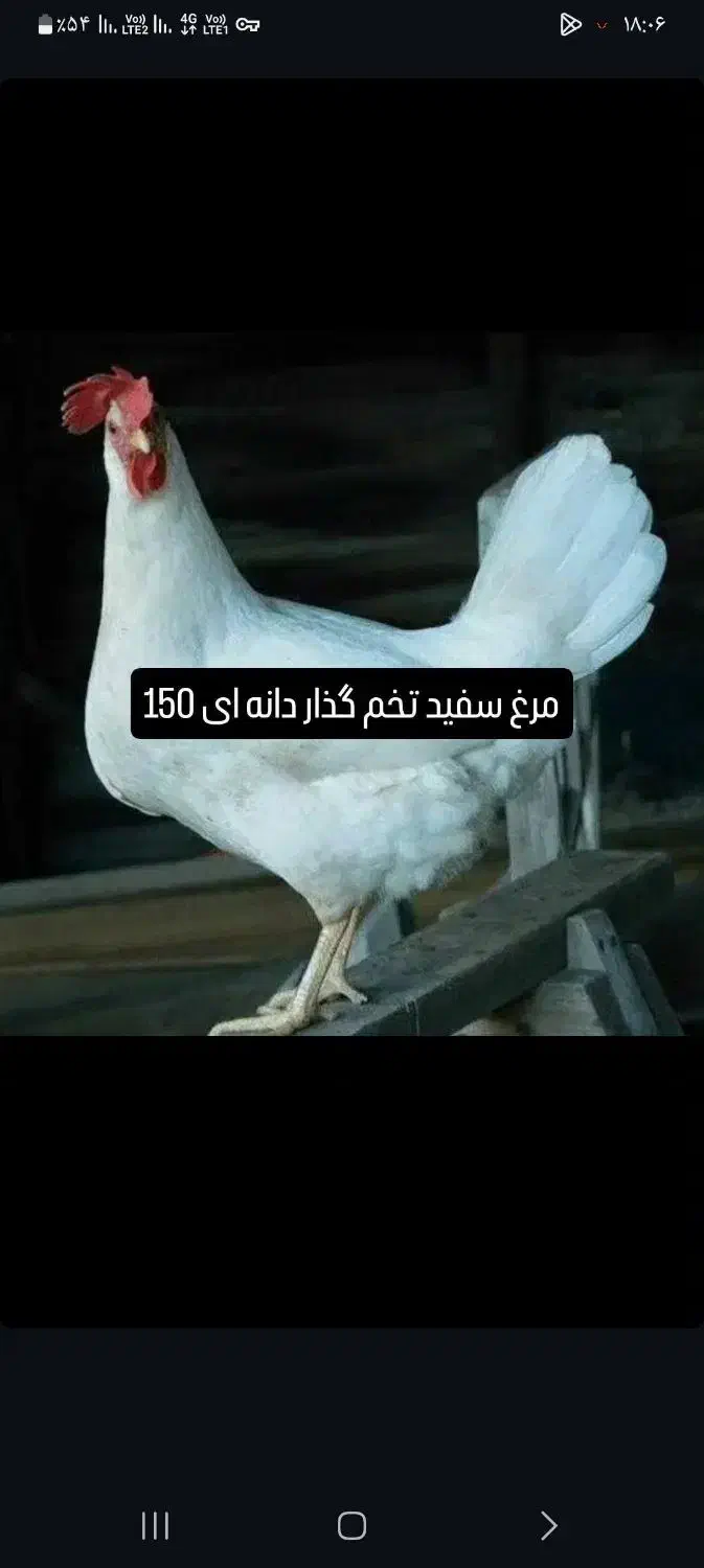 مرغ|حیوانات مزرعه|اسفراین, |دیوار