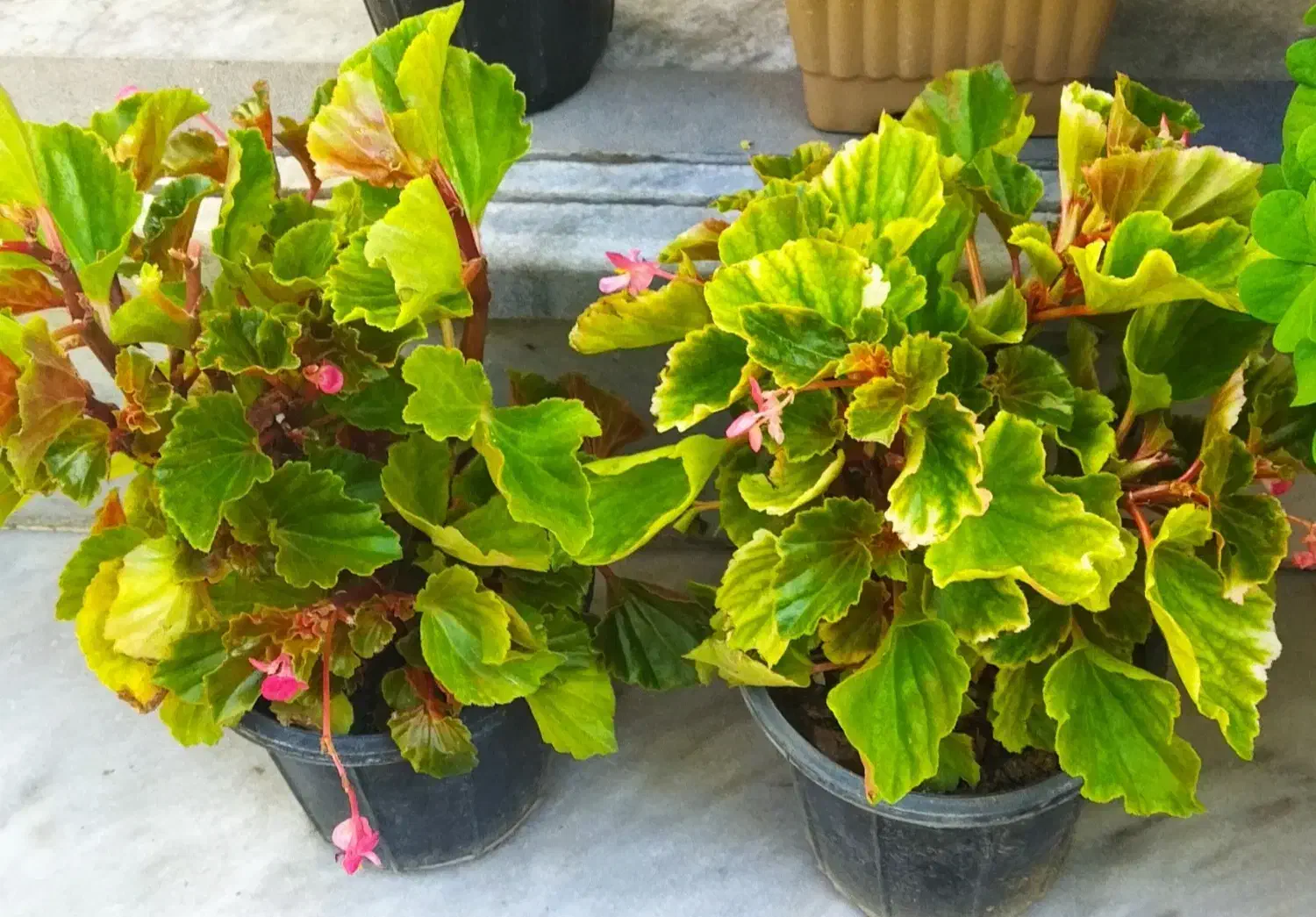 سری جدیدگلهای زیبا|گل و گیاه طبیعی|کرج, شهرک بهداری|دیوار