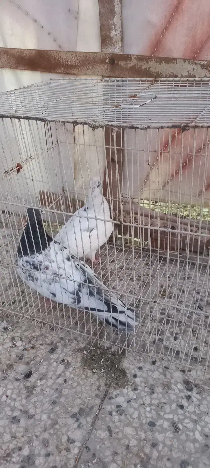 کفتر|پرنده|مشهد, چهاربرج|دیوار