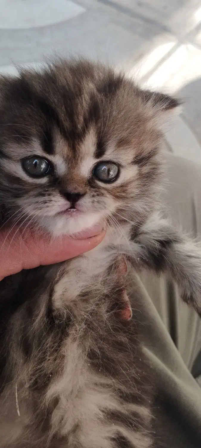 بچه گربه برتیش.اسکاتیش.فلت|گربه|میانه, |دیوار