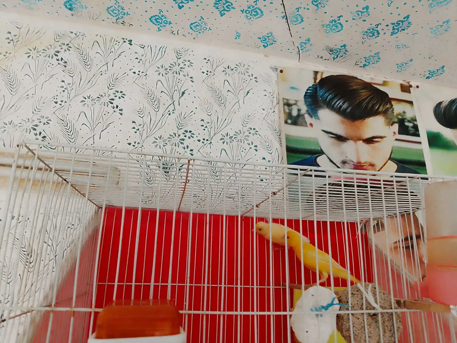 قناری جفتی|پرنده|شیروان (خراسان), |دیوار