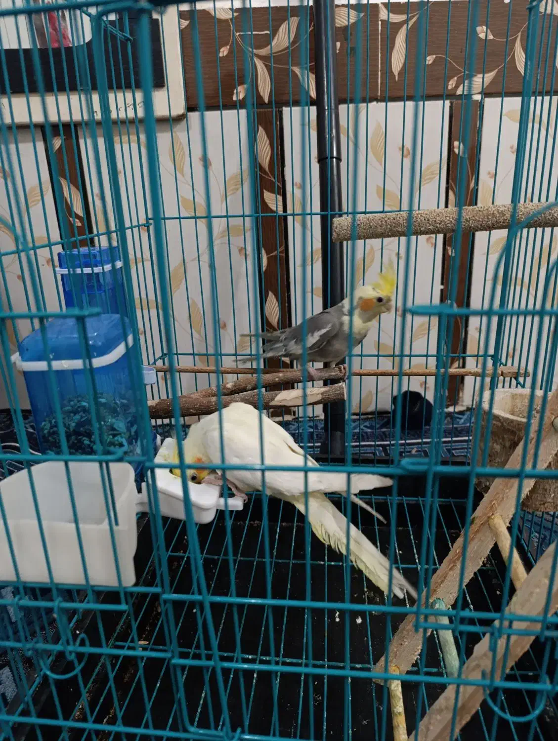 عروس پاریس نر و ماده|پرنده|اهواز, گلدشت|دیوار