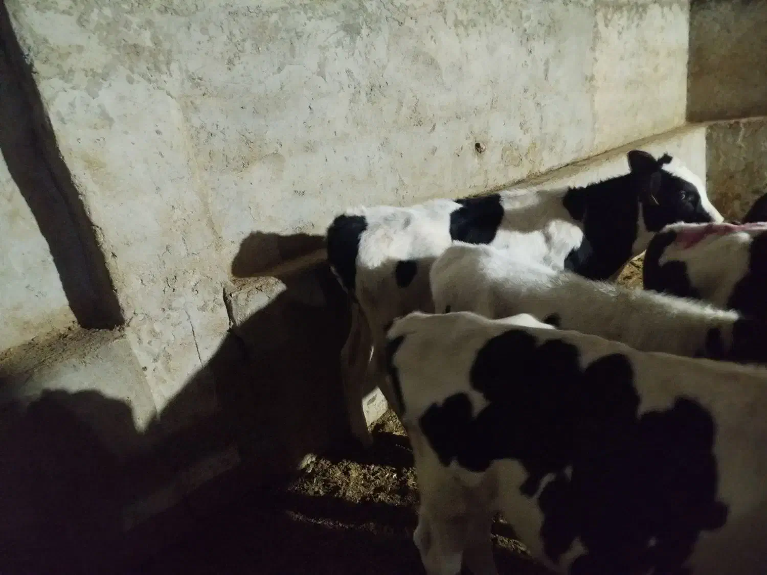 فروش گوساله|حیوانات مزرعه|شیراز, بید زرد|دیوار