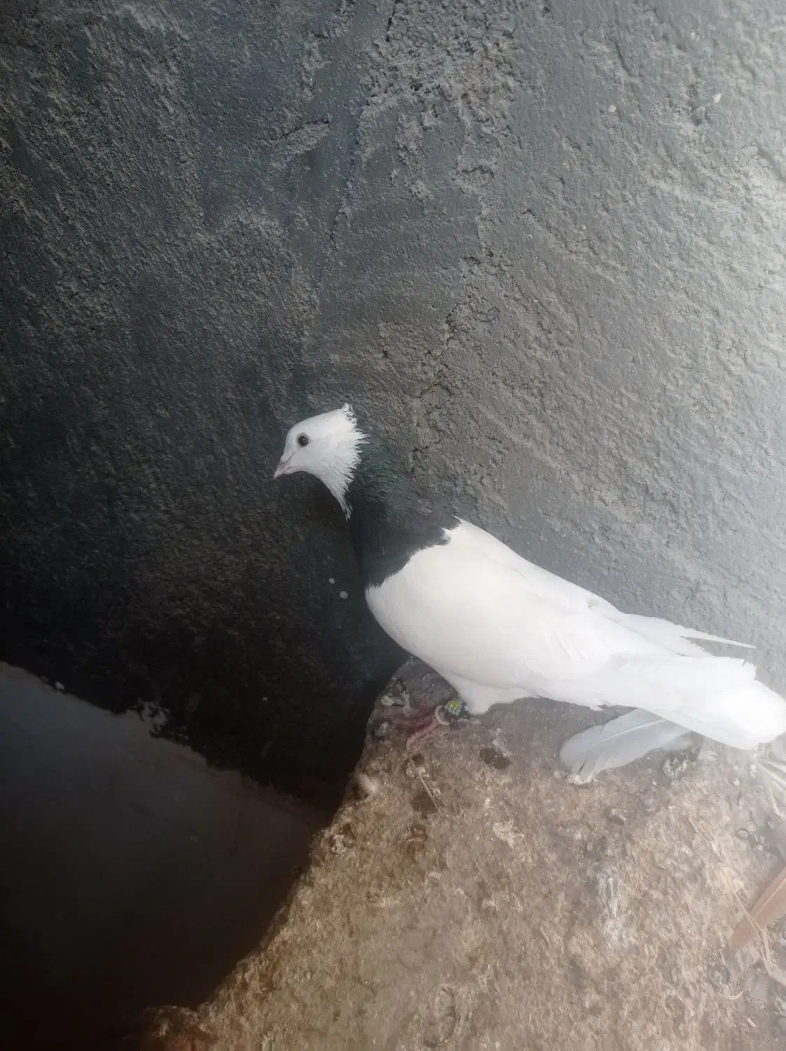 پرنده|پرنده|شوشتر, |دیوار