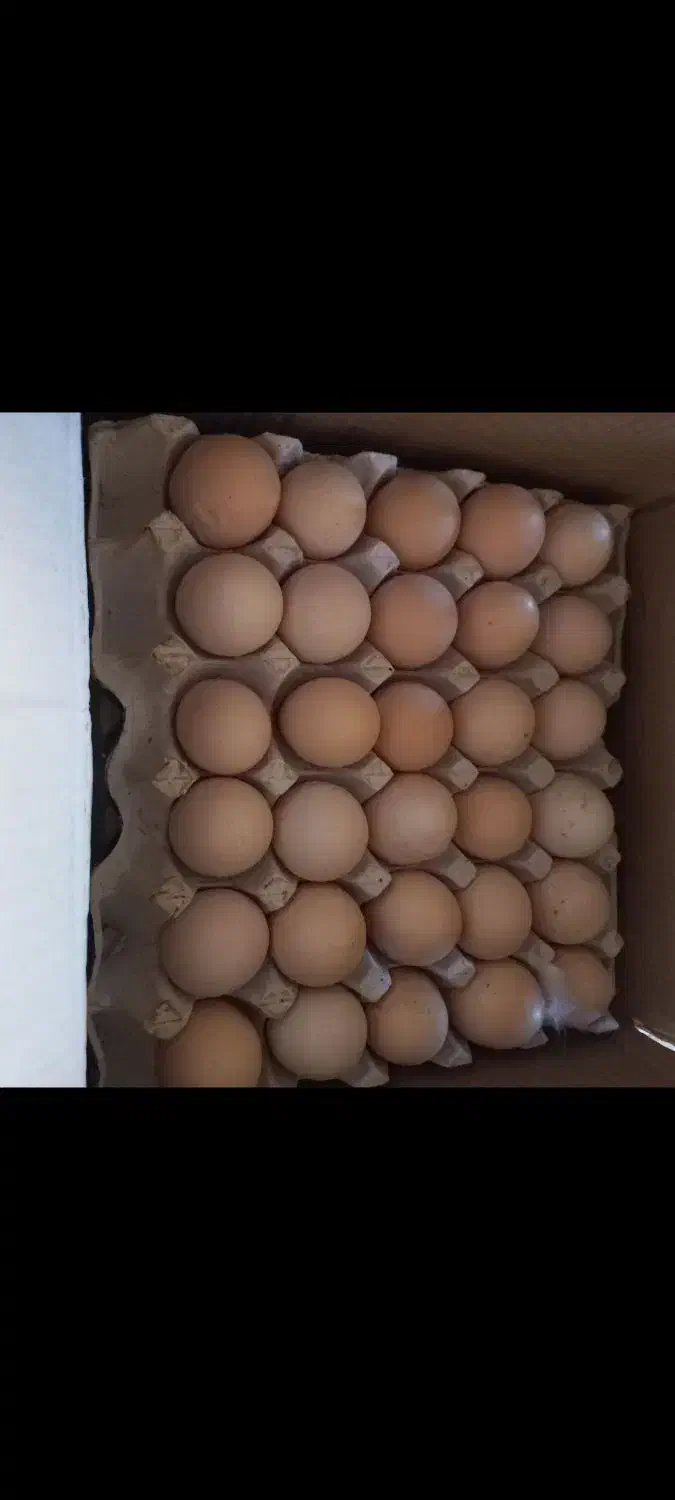 تخم مرغ بومی (محلی)|خوردنی و آشامیدنی|اصفهان, کشاورزی|دیوار