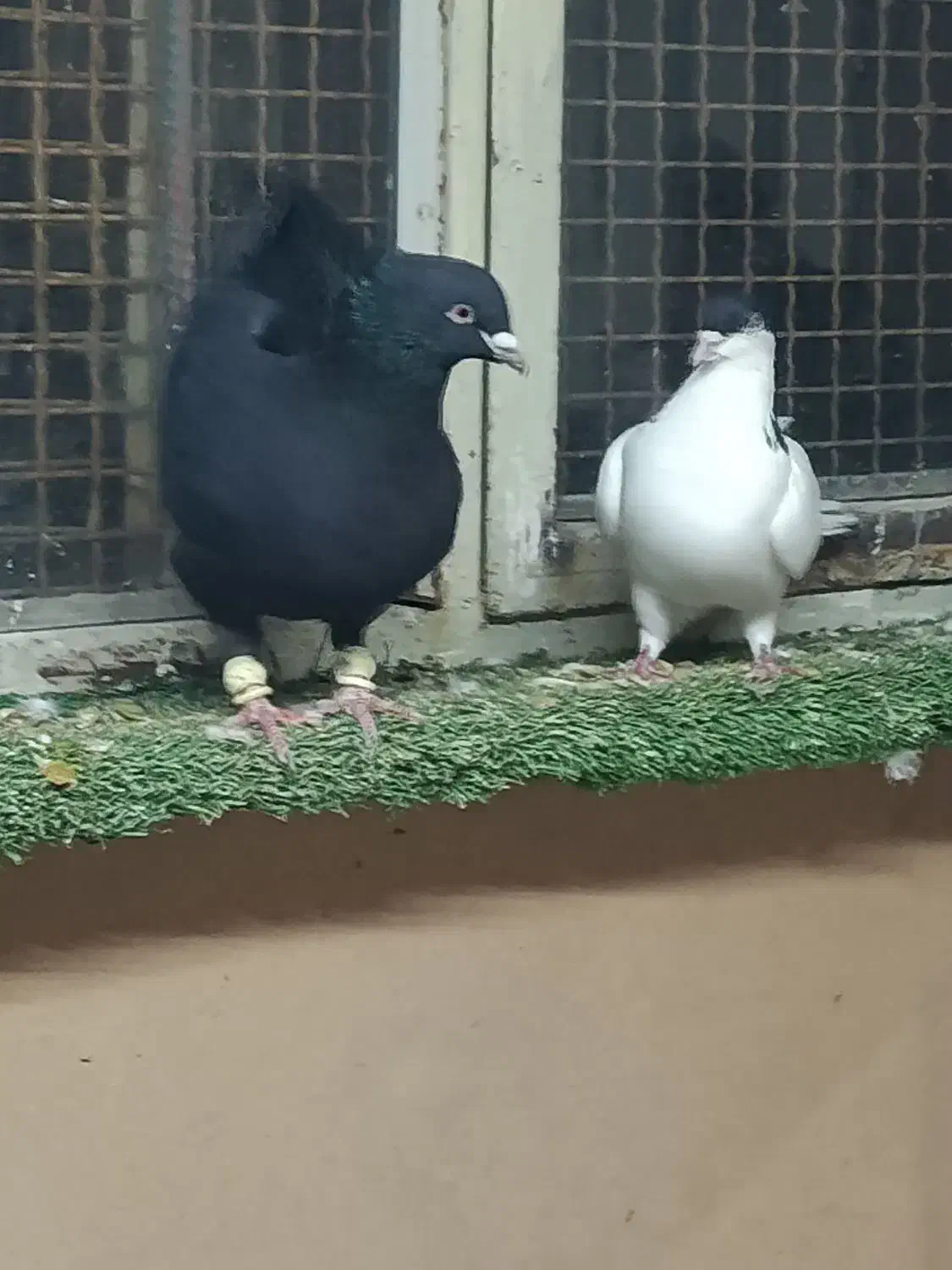 زیل|پرنده|قزوین, |دیوار