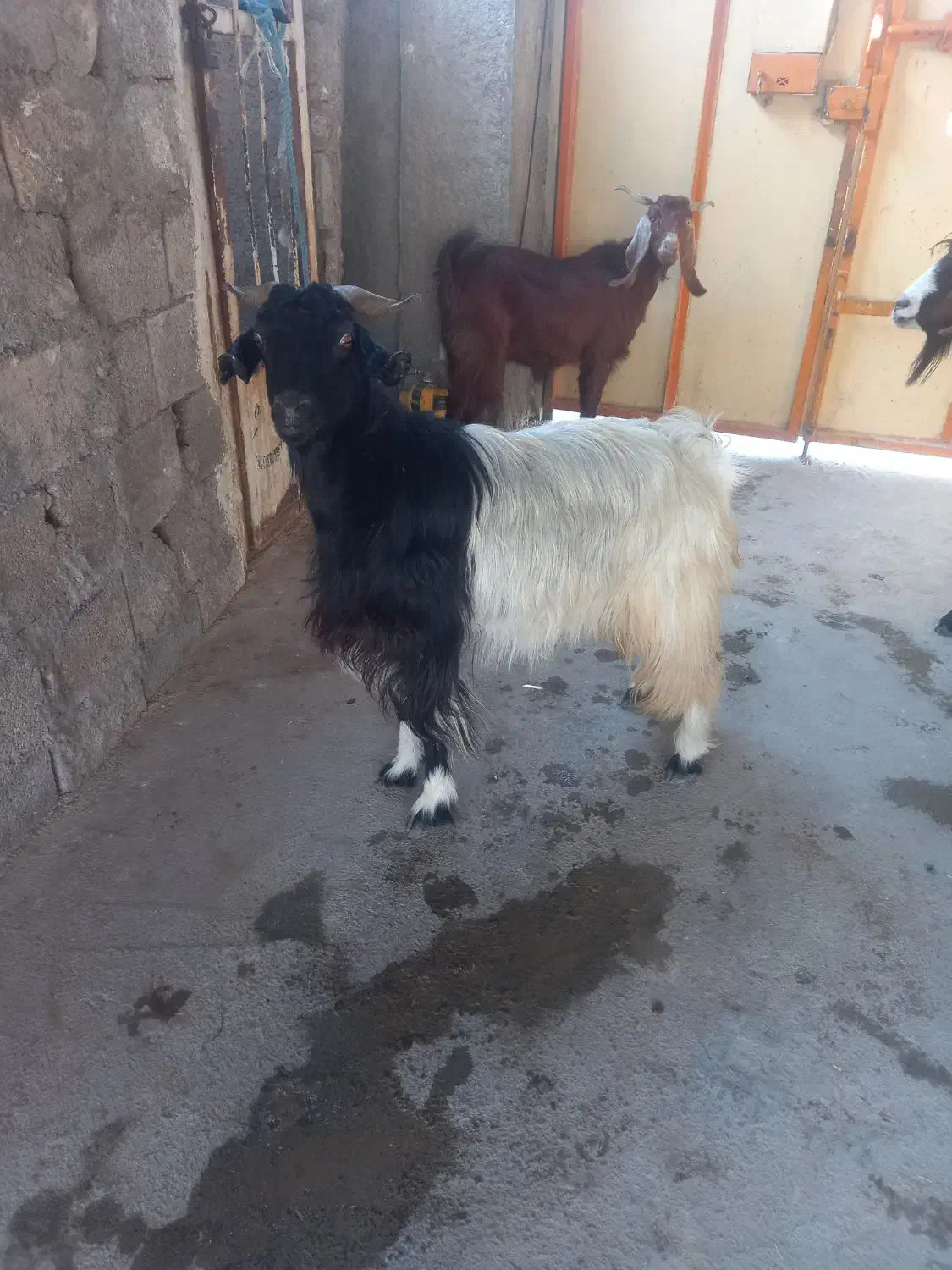 سه تا بز خوب در خونه ای|حیوانات مزرعه|خورموج, |دیوار