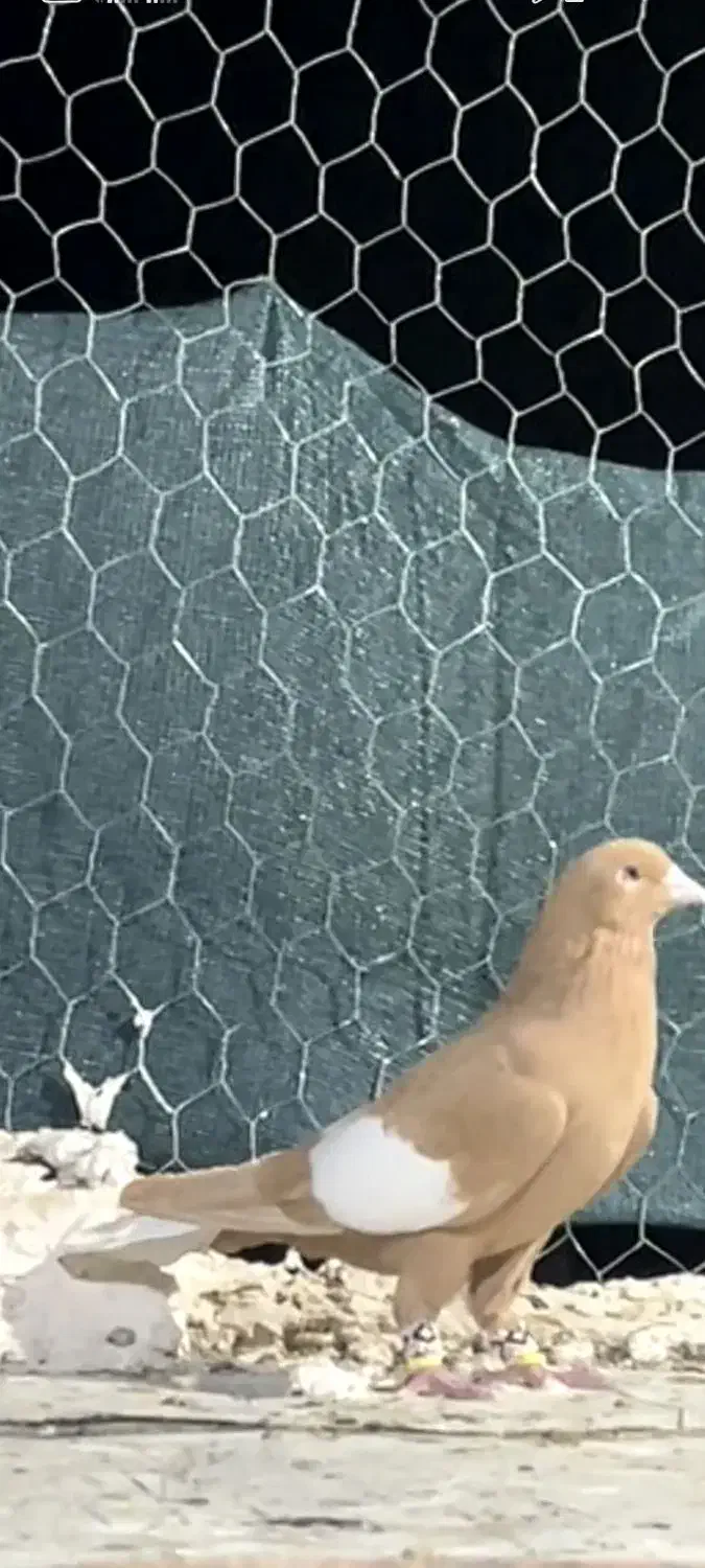 سرک زرد دم سفید|پرنده|استهبان, |دیوار