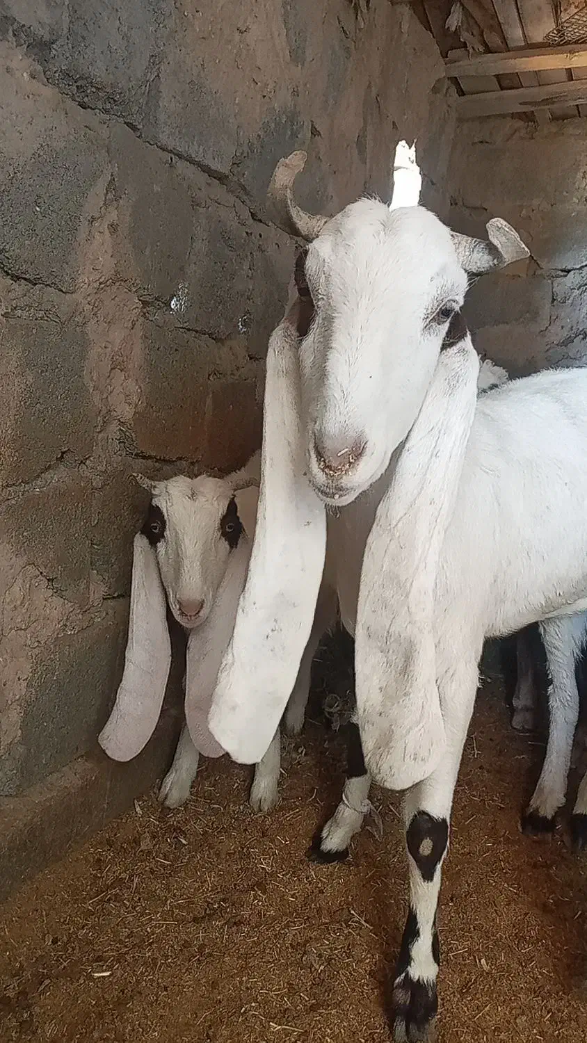 بز مری|حیوانات مزرعه|زاهدان, |دیوار