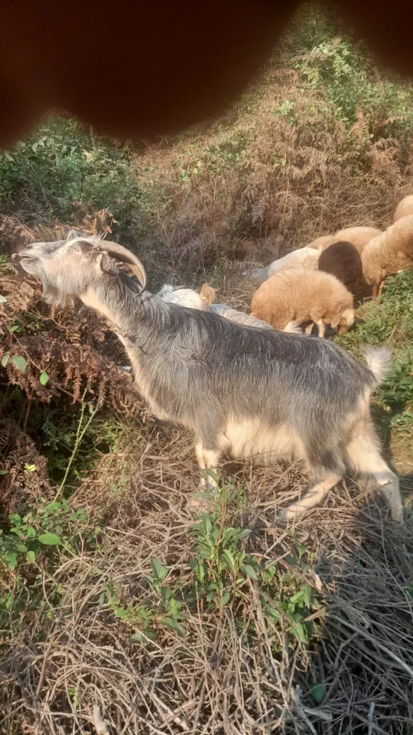 فروش ۲ عددبز ماده|حیوانات مزرعه|سیاهکل, |دیوار