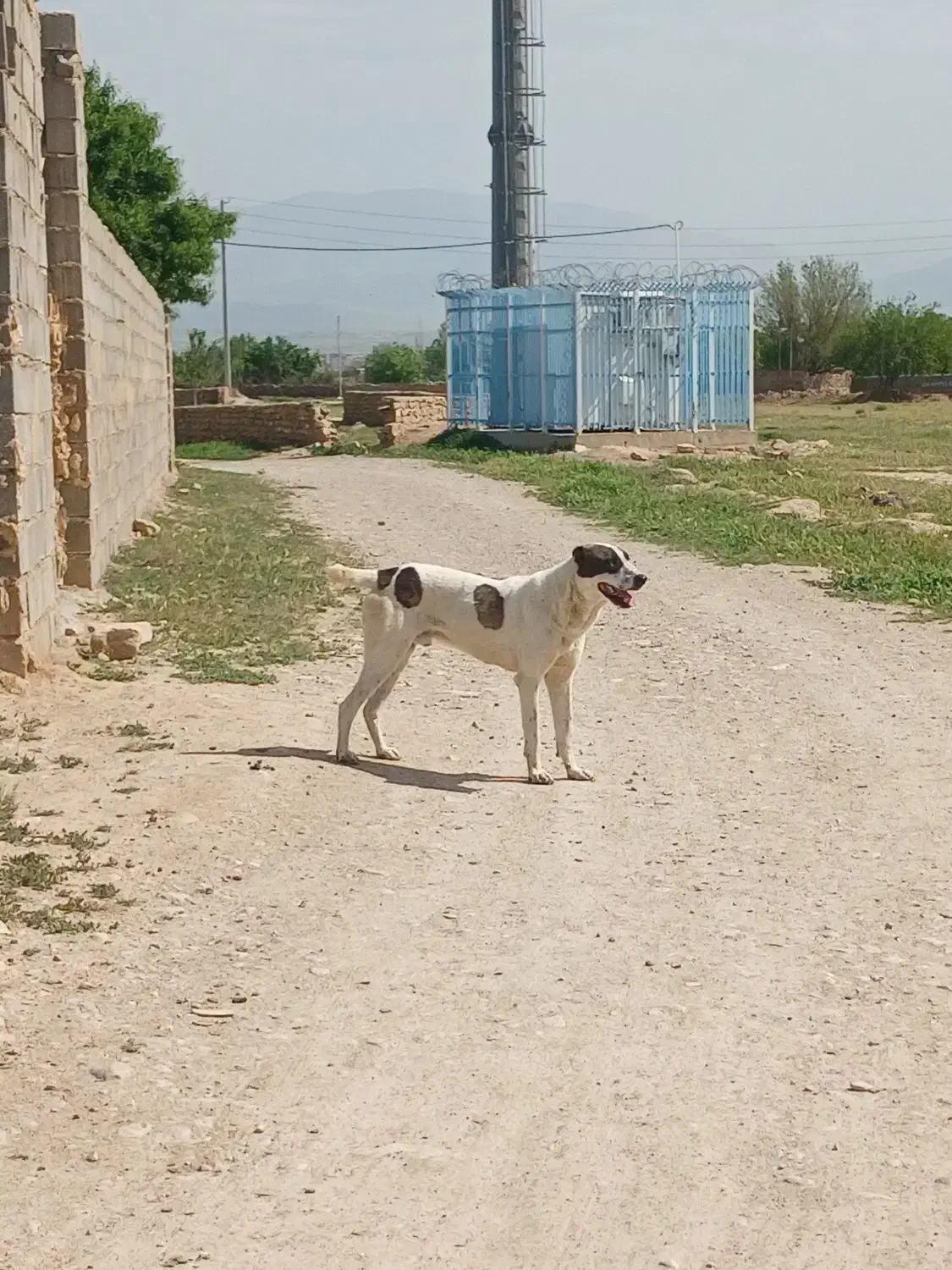 سگ گله|سگ|شیروان (خراسان), |دیوار