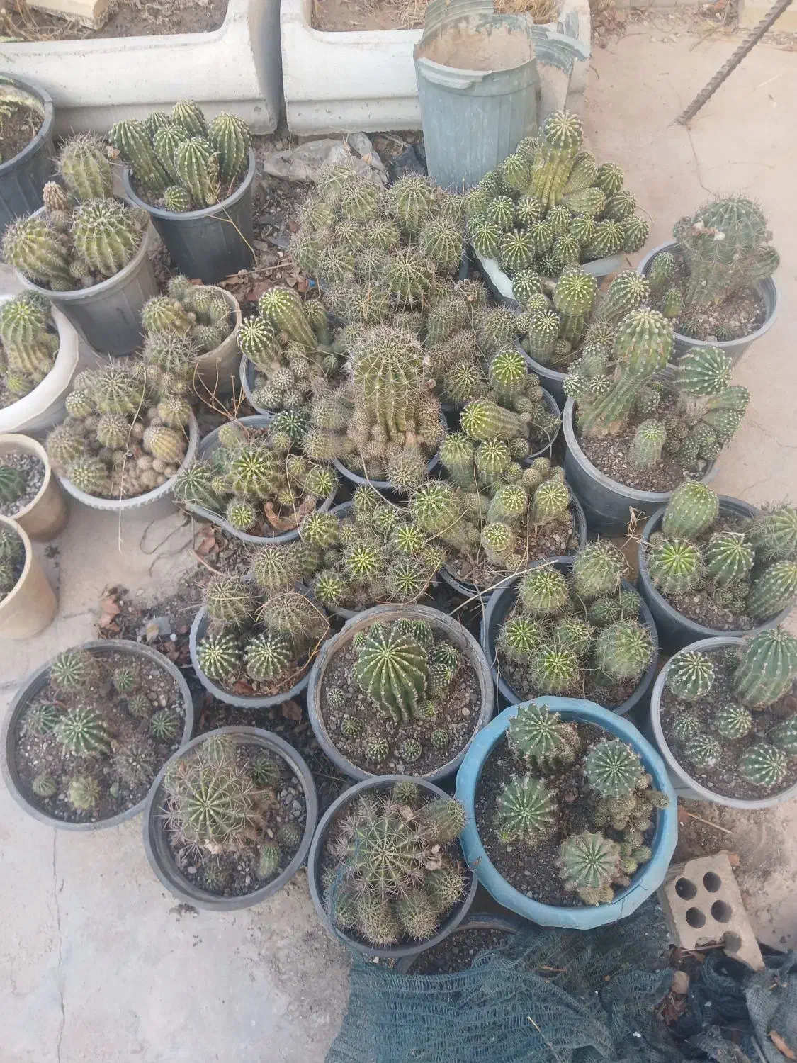 گل وگیاه|گل و گیاه طبیعی|مسجد سلیمان, |دیوار