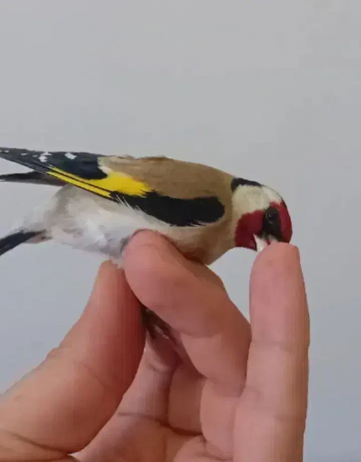 سهره نر|پرنده|امیدیه, |دیوار