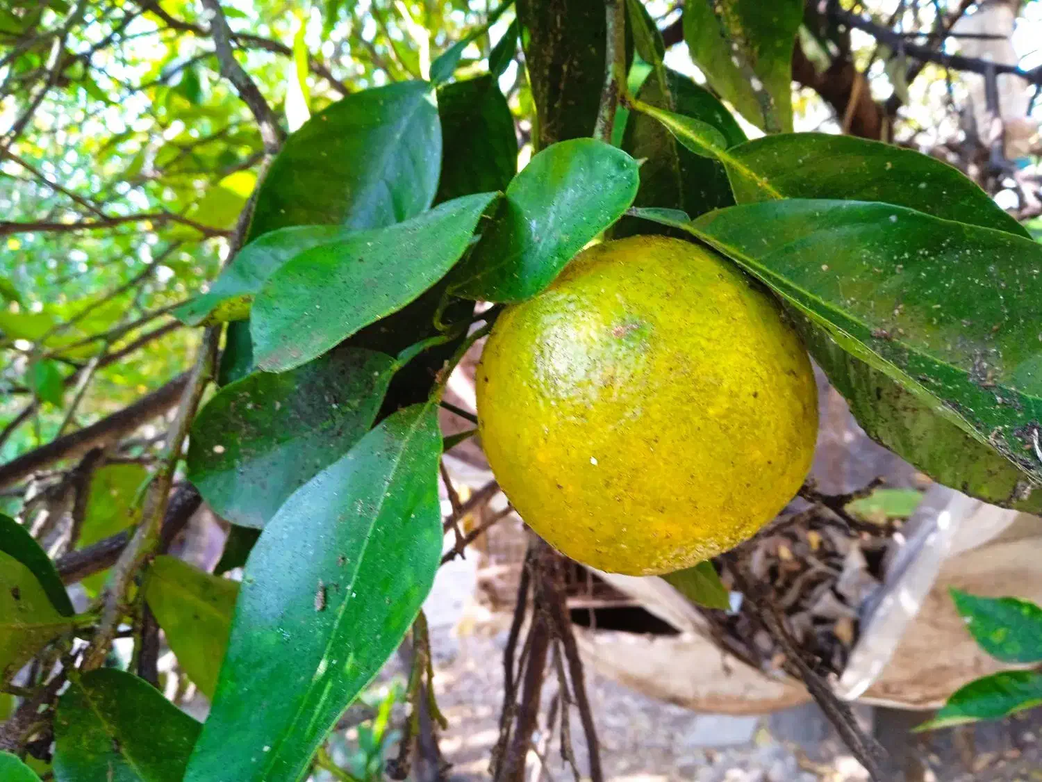 نارنج سردرختی|عمده‌فروشی|ساری, |دیوار