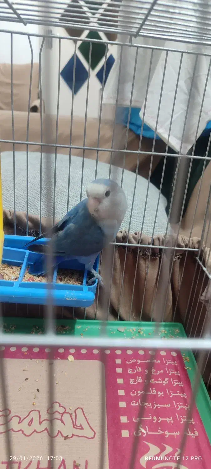 کوتوله برزیلی|پرنده|اصفهان, پوریای ولی|دیوار