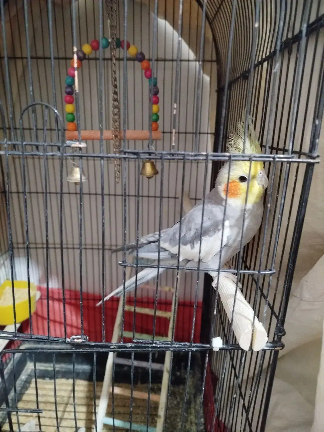 عروس هلندی نرسخنگو|پرنده|یزد, |دیوار