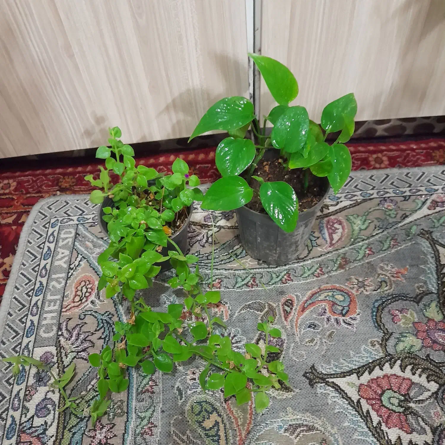 گلهای طبیعی سرحال|گل و گیاه طبیعی|شیروان (خراسان), |دیوار