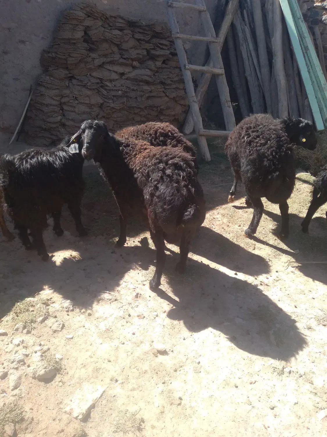 باسلامقوچشیشک|حیوانات مزرعه|قره پشتلو, |دیوار