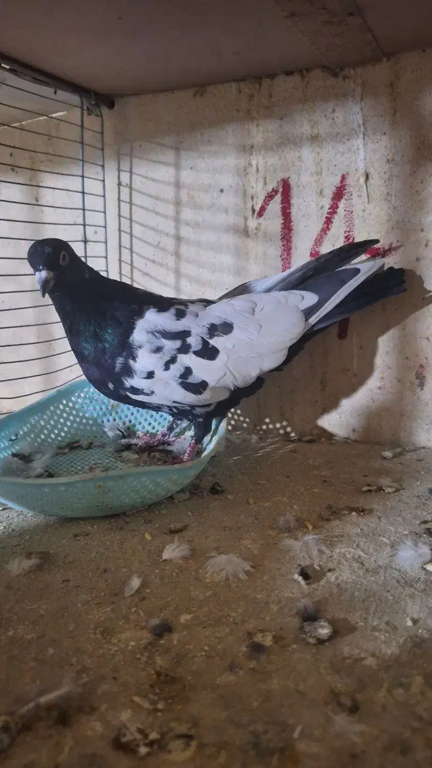 کبوتر های پرشی شهرستانی و تهرانی|پرنده|دماوند, دماوند|دیوار