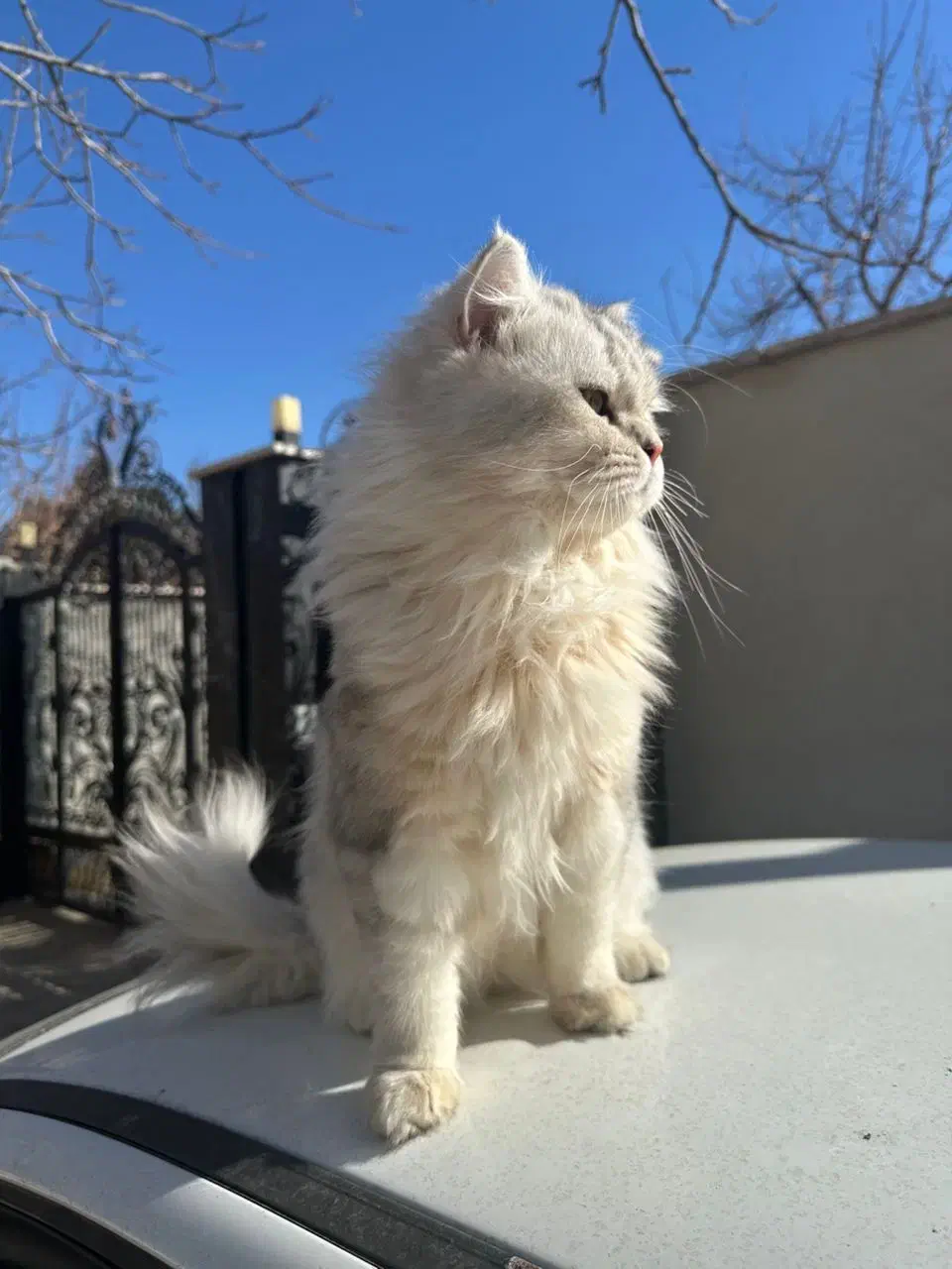 گربه بریتیش سیلور لانگهیر|گربه|تهران, شارق|دیوار