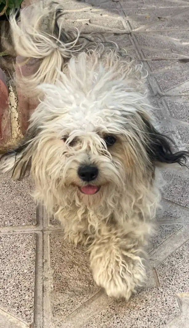 واگذاری شیتزو|سگ|سراب, |دیوار