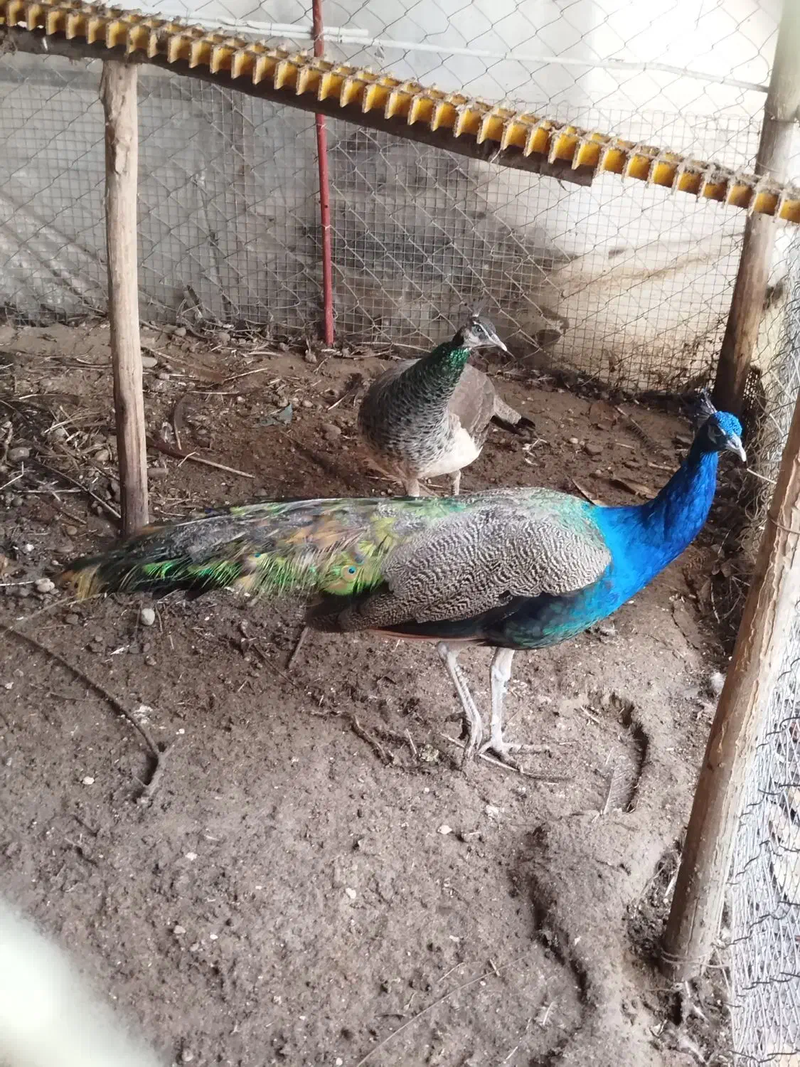 طاووس هندی|پرنده|قائم‌شهر, |دیوار