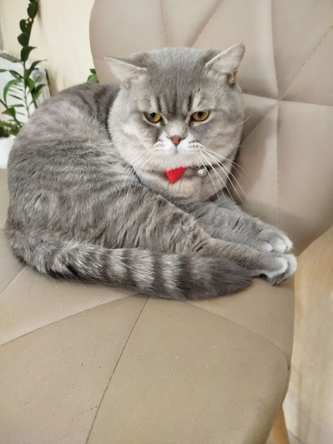 گربه نر بریتیش اماده جفت گیری|گربه|یزد, |دیوار