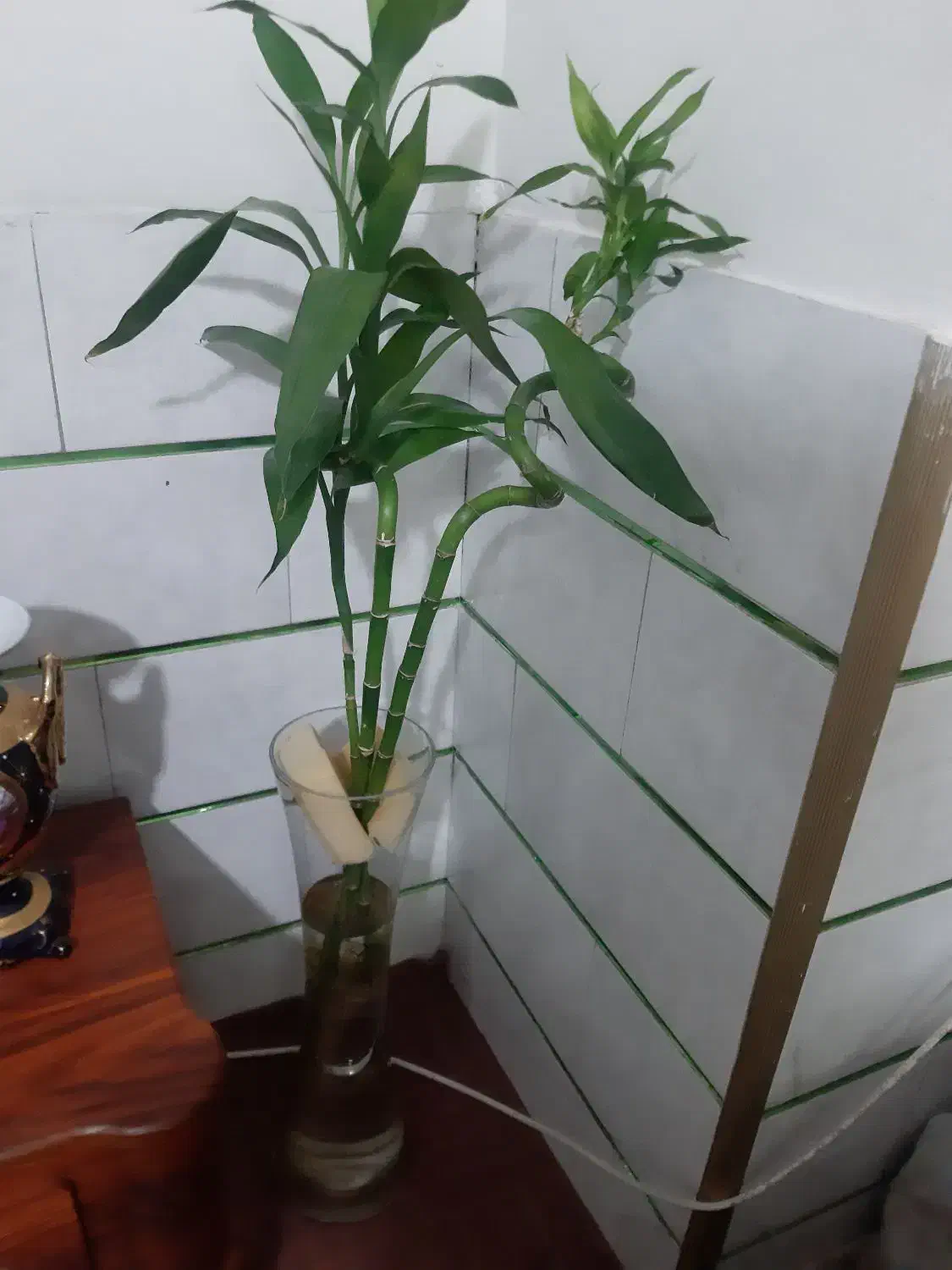 گل بامبو|گل و گیاه طبیعی|اصفهان, رهنان|دیوار