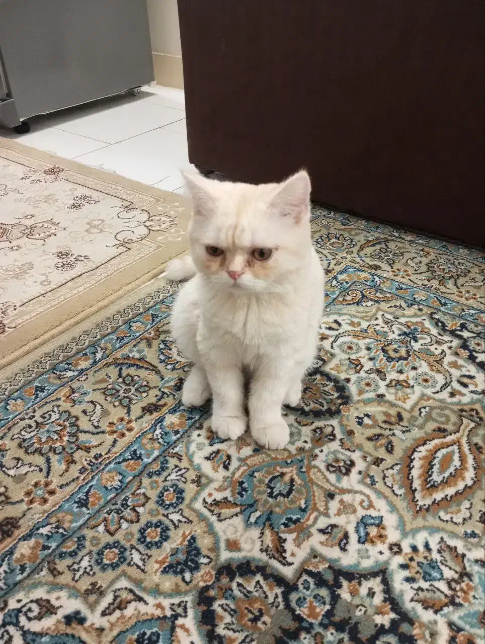 گربه بریتیش نژاد دار 6 ماهه|گربه|تهران, تهرانپارس شرقی|دیوار