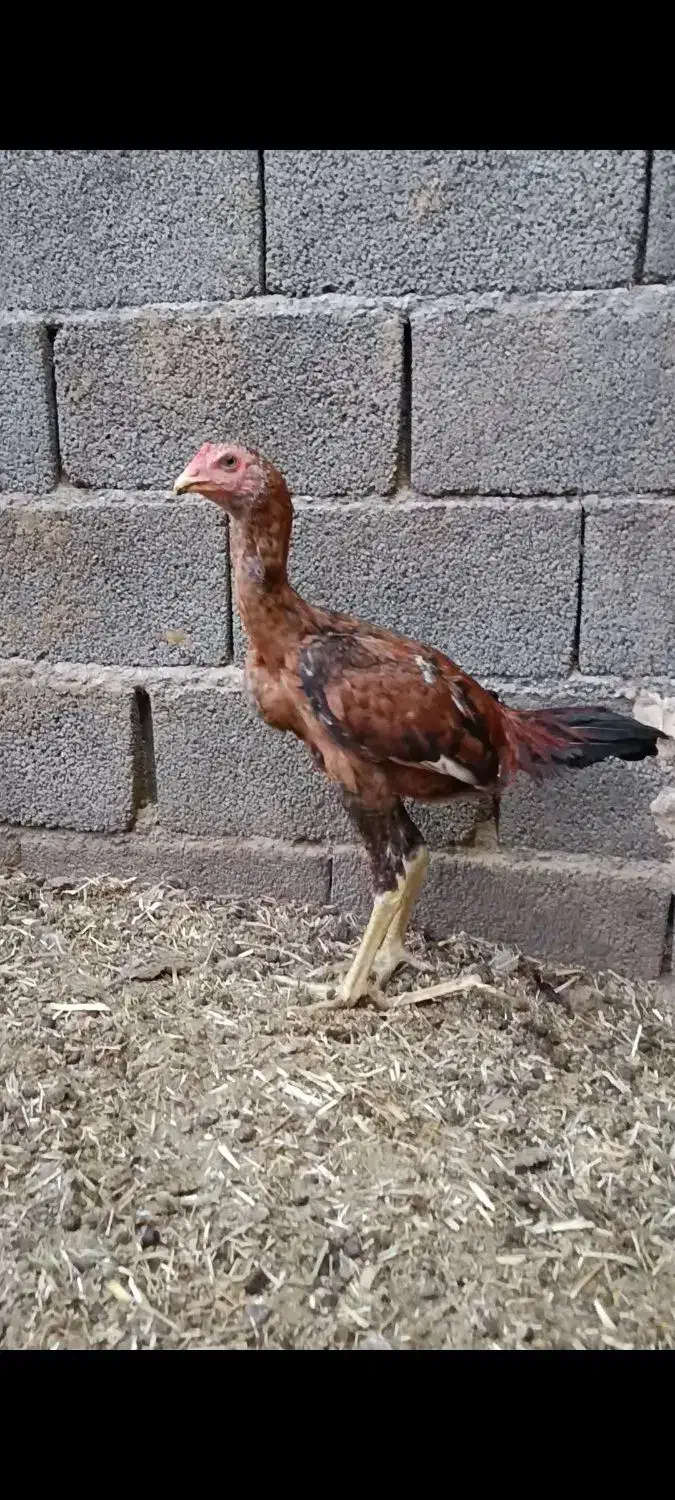 جوجه لاری|حیوانات مزرعه|تربت جام, میان جام|دیوار