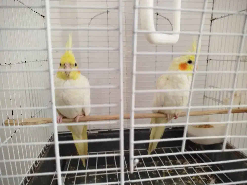 یک جفت عروس هلندی لوتینو|پرنده|فریدونکنار, |دیوار