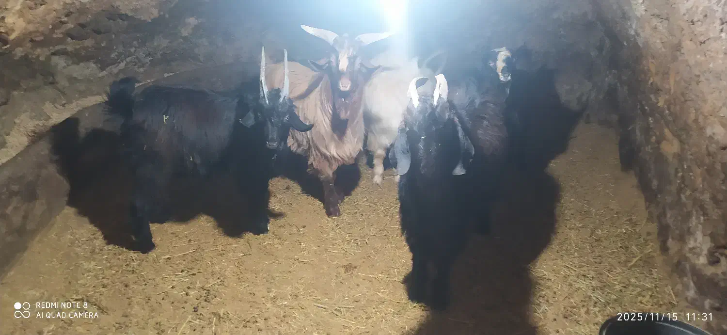 بزغاله|حیوانات مزرعه|آوج, |دیوار