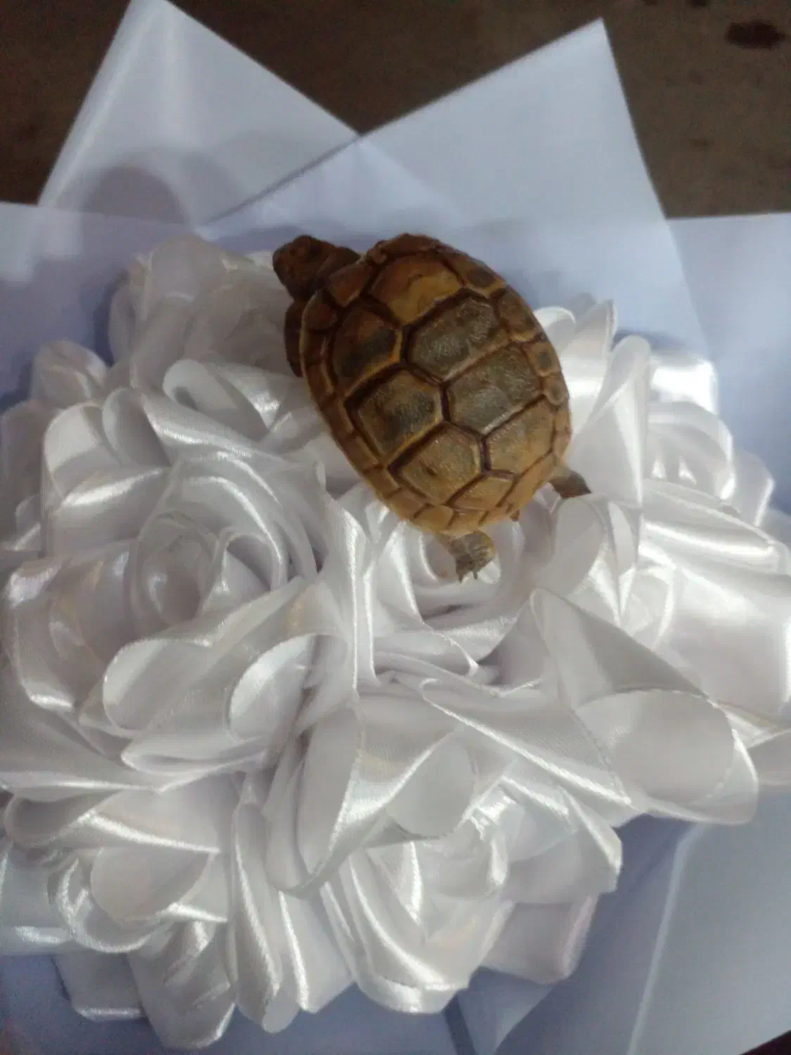 گمشده|حیوانات|بندرعباس, |دیوار