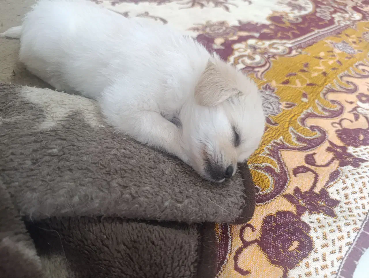 سگ شیتزو تریر پشمالو اصل|سگ|رشت, پاستوریزه|دیوار