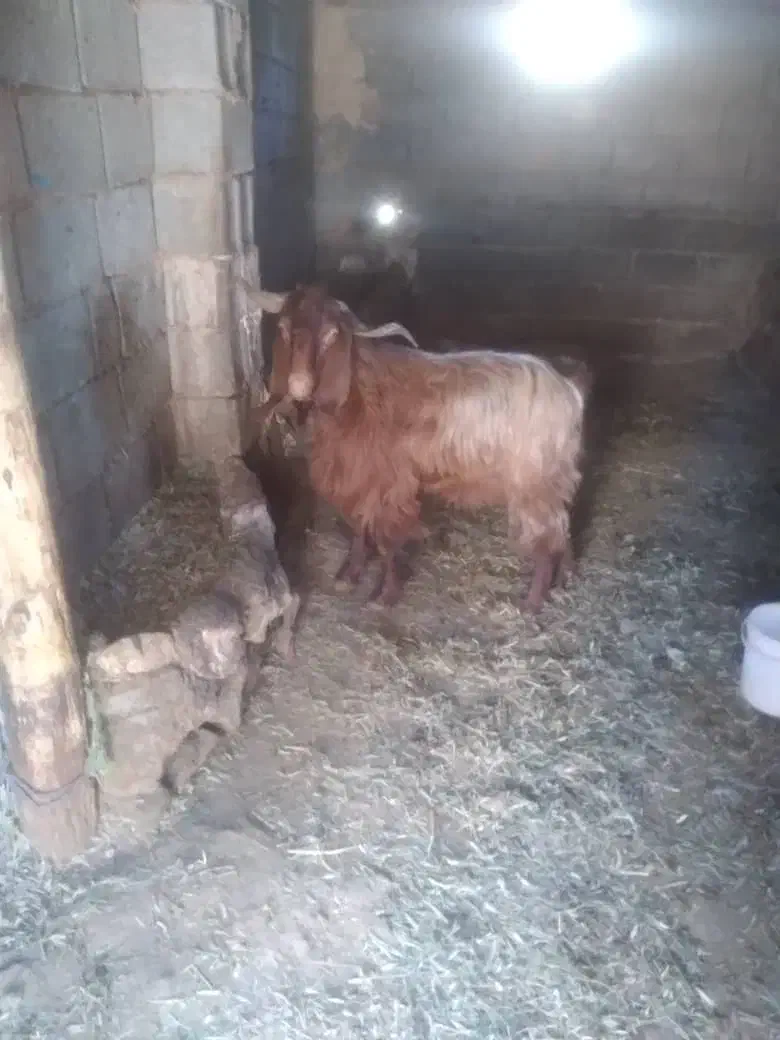 نر بز نژاد دار|حیوانات مزرعه|طارم, |دیوار