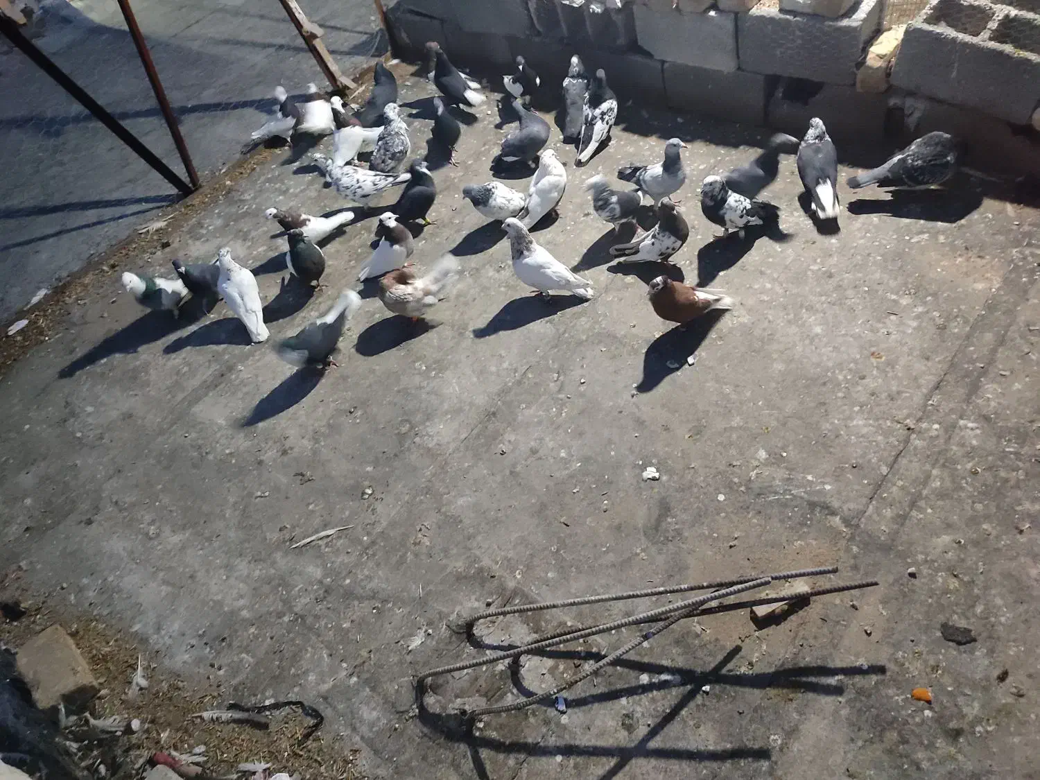 کفتر پرشی|پرنده|مرودشت, استادیوم‎|دیوار