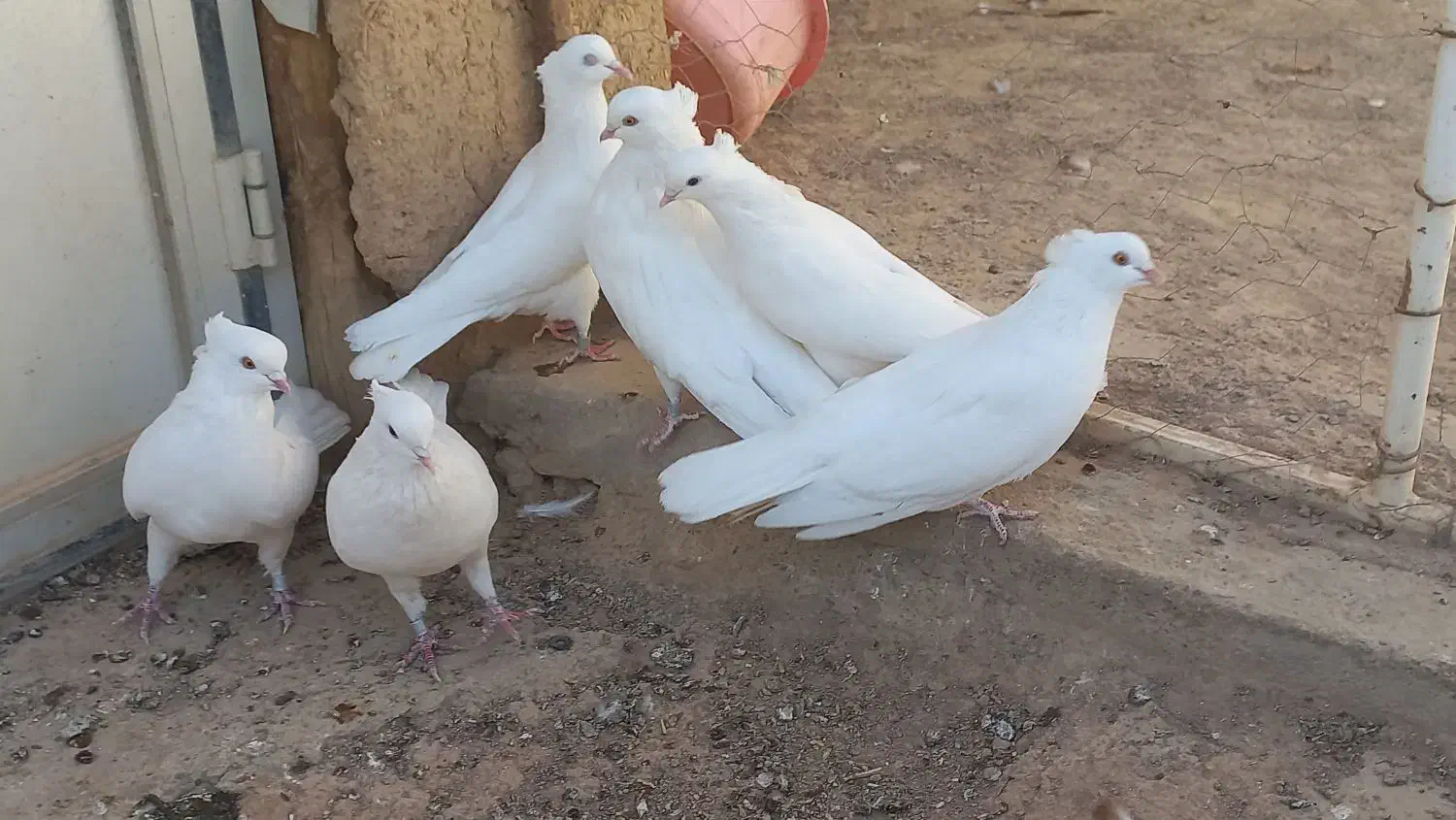 دو جفت کبوتر سفید چش زرد یک جفت چش سیاه|پرنده|معصومیه, |دیوار